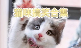 小猫搞笑视频,小猫萌态逗翻网友
