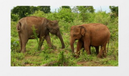 大象视频下载,轻松获取海量视频资源攻略